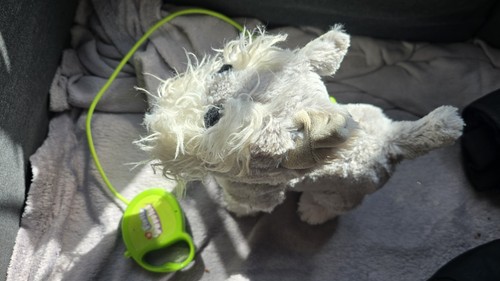 Fluffy puppies interactive - puppies,