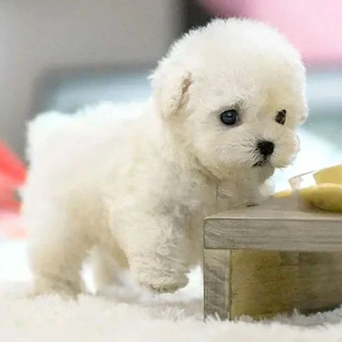Interactive robotic puppy toy - interactive,