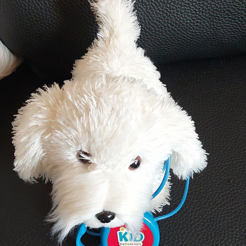 Kid connection small white dog - kid,