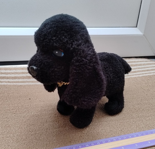 Vintage black poodle walking